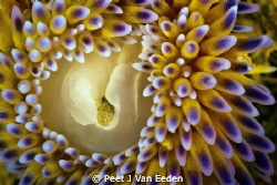 A ring of fire. Gas flame nudibranch side viewing by Peet J Van Eeden 